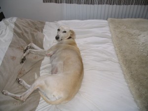 Frost the dog sneaking on the bed! 