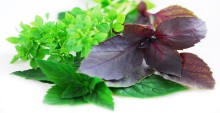 naturopathy homeopath surrey appointment